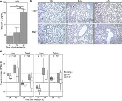 Tenascin-C Deficiency Is Associated With Reduced Bacterial Outgrowth During Klebsiella pneumoniae-Evoked Pneumosepsis in Mice